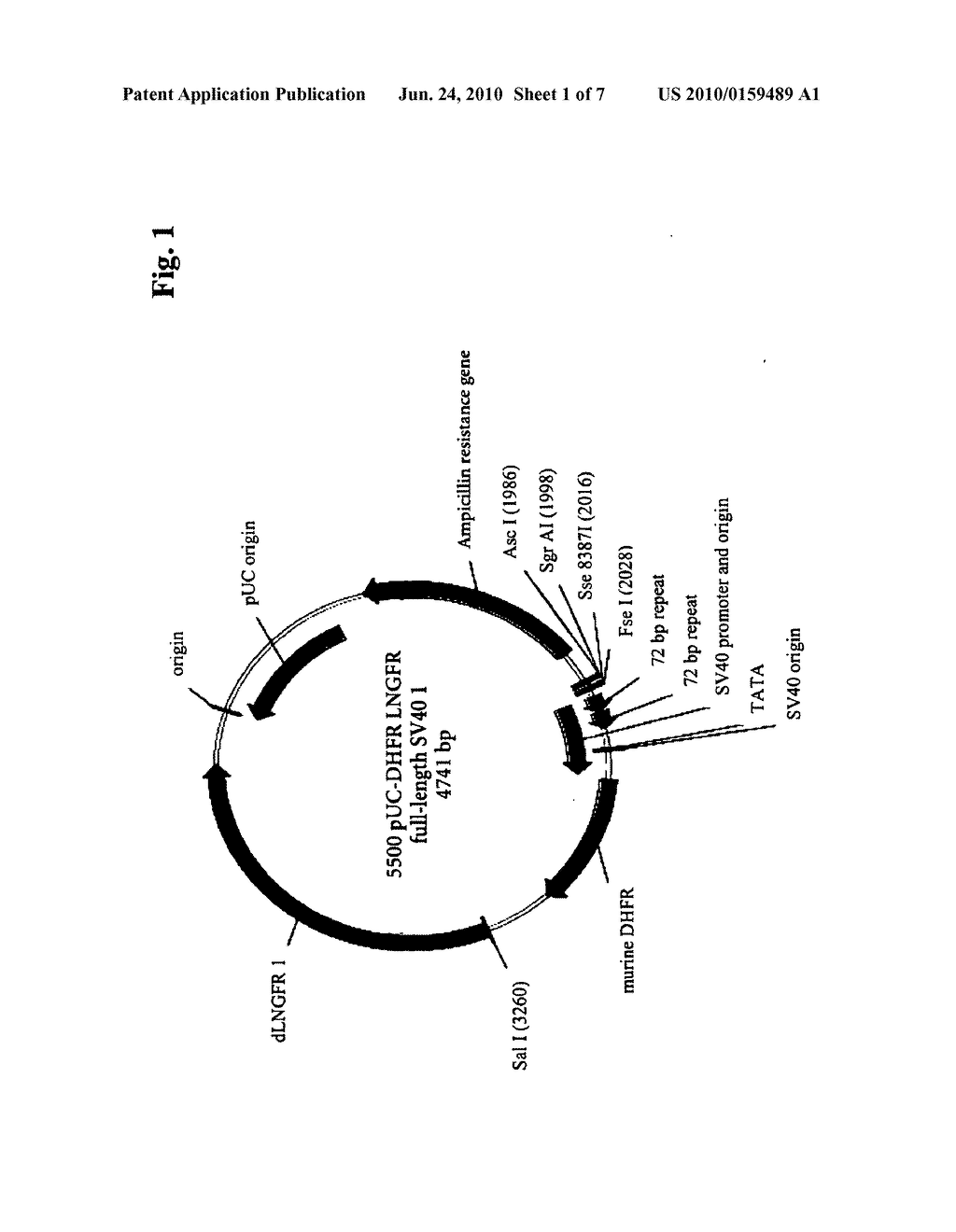 PROMOTER - diagram, schematic, and image 02