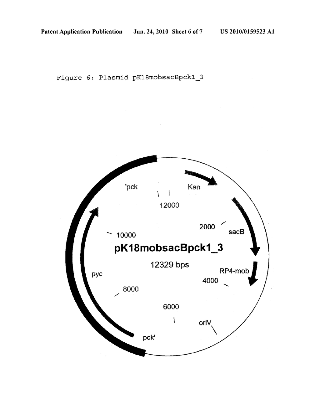 Coryneform Bacteria Which Produce Chemical Compounds I - diagram, schematic, and image 07