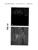 Metal Ion-Based Immobilization diagram and image