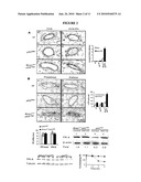 METHODS AND COMPOSITIONS FOR CANCER PREVENTION AND TREATMENT diagram and image