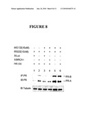 METHODS AND COMPOSITIONS FOR CANCER PREVENTION AND TREATMENT diagram and image