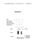 METHODS AND COMPOSITIONS FOR CANCER PREVENTION AND TREATMENT diagram and image