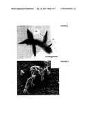 COMPOSITES COMPRISING BIOLOGICALLY-SYNTHESIZED NANOMATERIALS diagram and image