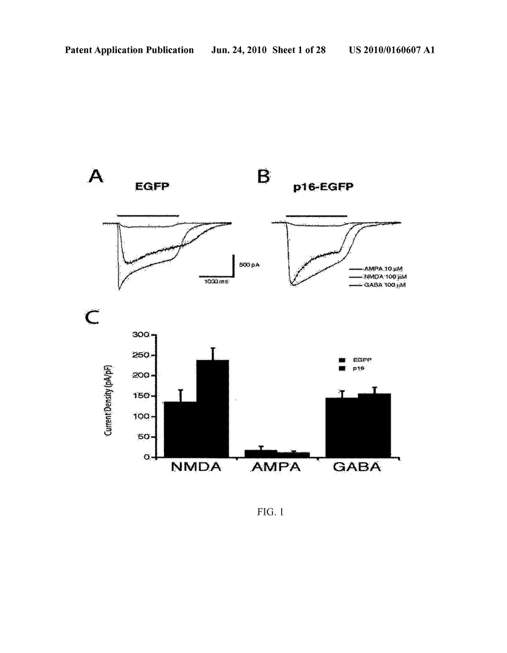 p16 MEDIATED REGULATION OF NMDA RECEPTORS - diagram, schematic, and image 02