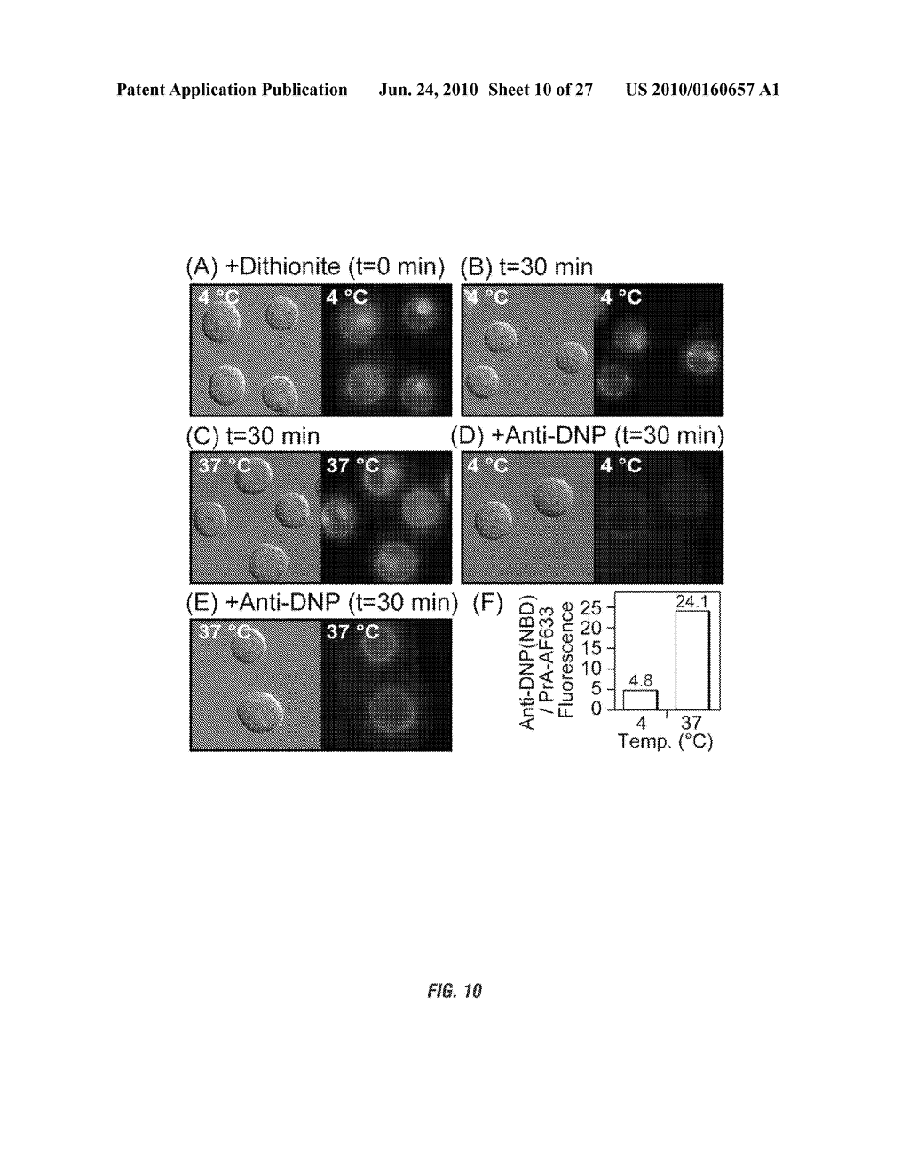 SYNTHETIC MIMICS OF MAMMALIAN CELL SURFACE RECEPTORS: METHOD AND COMPOSITIONS - diagram, schematic, and image 11