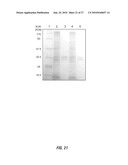 SYNTHETIC MIMICS OF MAMMALIAN CELL SURFACE RECEPTORS: METHOD AND COMPOSITIONS diagram and image