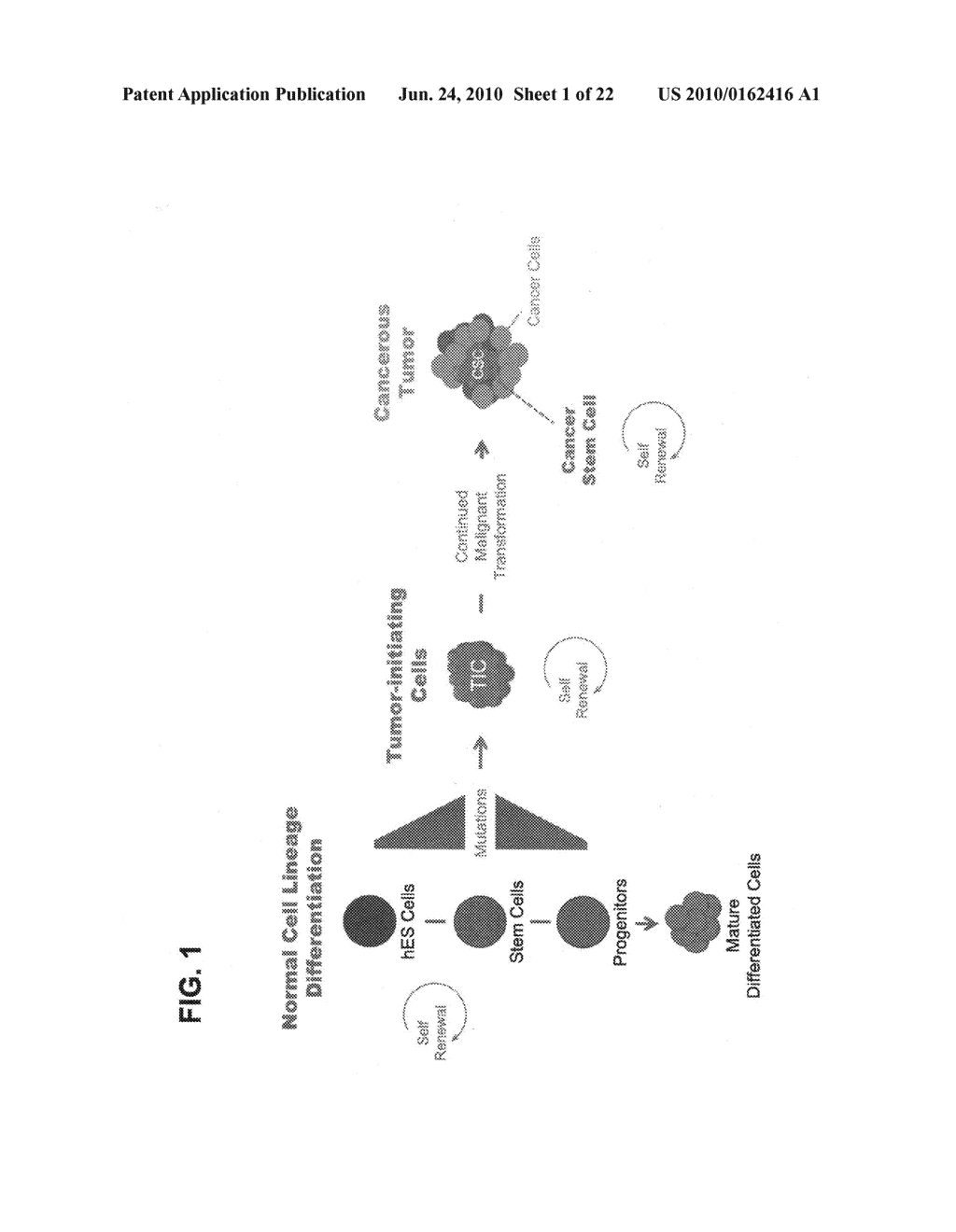 Multi-stage stem cell carcinogenesis - diagram, schematic, and image 02