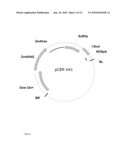 Method Of Excising A Nucleic Acid Sequence From A Plant Genome diagram and image