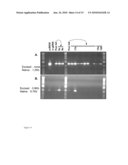 Method Of Excising A Nucleic Acid Sequence From A Plant Genome diagram and image