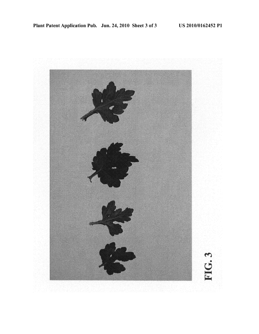 CHRYSANTHEMUM PLANT NAMED 'ZANMUSPEN' - diagram, schematic, and image 05