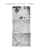 USE OF HYDROPHOBINS AS ADDITIVES IN THE CRYSTALLIZATION OF SOLIDS diagram and image