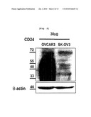 METHOD TO INHIBIT CANCER TARGETING CD24 diagram and image