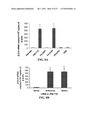 siRNA COMPOSITIONS AND METHODS FOR POTENTLY INHIBITING VIRAL INFECTION diagram and image