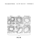 siRNA COMPOSITIONS AND METHODS FOR POTENTLY INHIBITING VIRAL INFECTION diagram and image