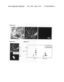 METHODS OF IMAGING INFLAMMATION IN PANCREATIC ISLETS diagram and image