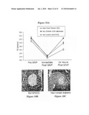 METHODS OF IMAGING INFLAMMATION IN PANCREATIC ISLETS diagram and image