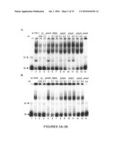 Methods and compositions for inhibition of viral replication diagram and image