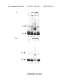 Methods and compositions for inhibition of viral replication diagram and image