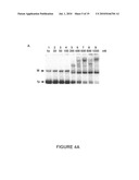 Methods and compositions for inhibition of viral replication diagram and image