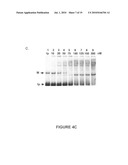 Methods and compositions for inhibition of viral replication diagram and image