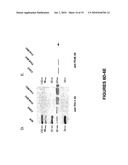 Methods and compositions for inhibition of viral replication diagram and image