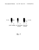 COMPOSITIONS AND METHODS FOR WT1 SPECIFIC IMMUNOTHERAPY diagram and image