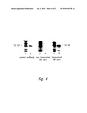 COMPOSITIONS AND METHODS FOR WT1 SPECIFIC IMMUNOTHERAPY diagram and image