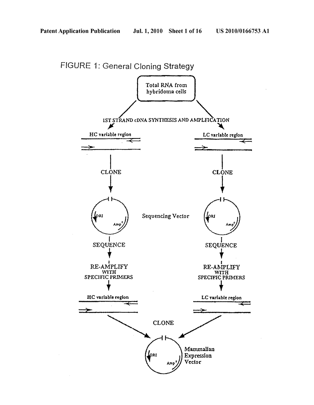 HUMANIZED MONOCLONAL ANTIBODIES THAT PROTECT AGAINST SHIGA TOXIN INDUCED DISEASE - diagram, schematic, and image 02