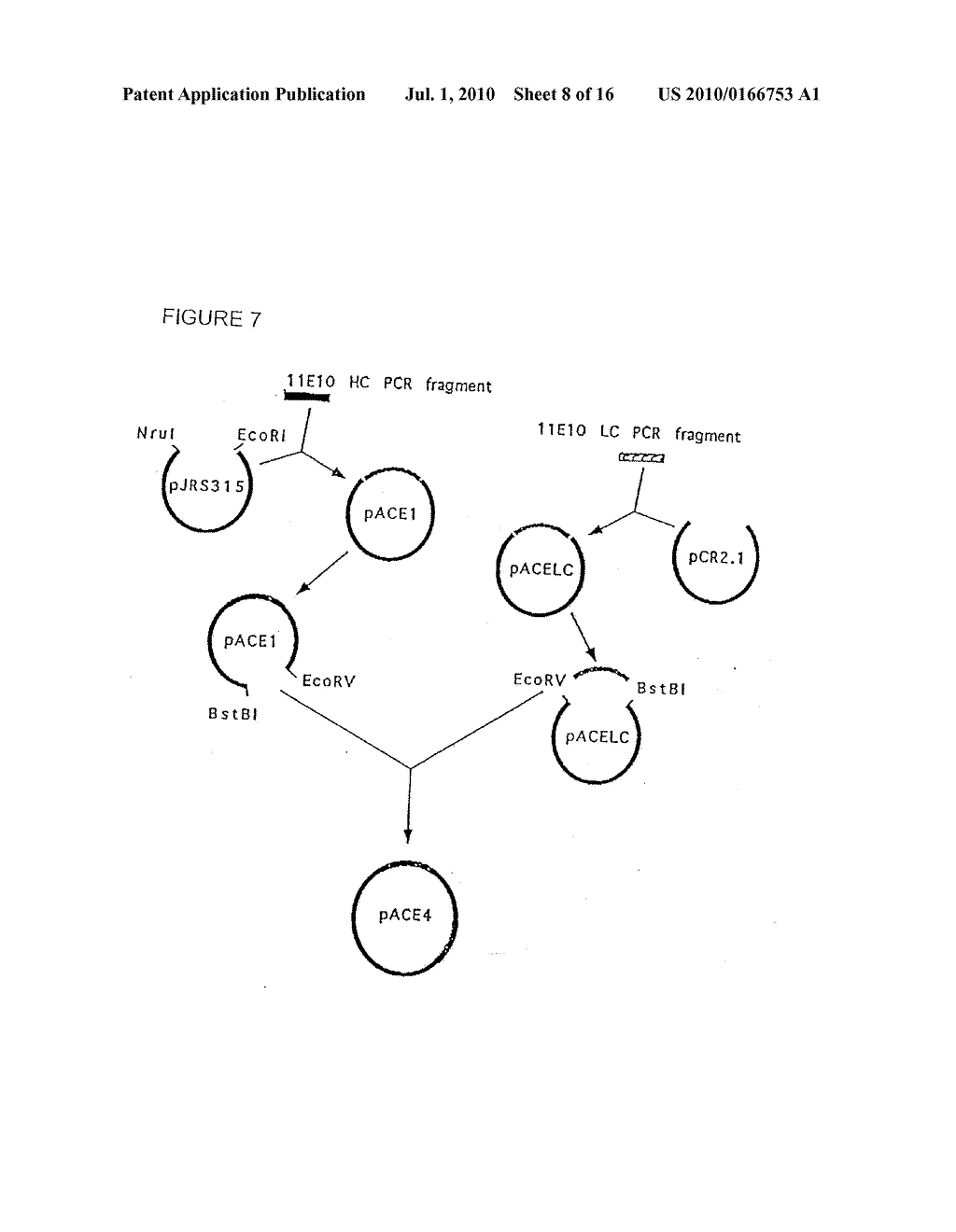 HUMANIZED MONOCLONAL ANTIBODIES THAT PROTECT AGAINST SHIGA TOXIN INDUCED DISEASE - diagram, schematic, and image 09