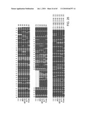 Gammaretrovirus associated with cancer diagram and image