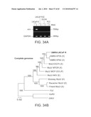 Gammaretrovirus associated with cancer diagram and image