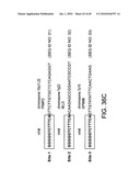 Gammaretrovirus associated with cancer diagram and image