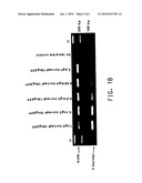 SEQUENCES DIAGNOSTIC FOR SHRIMP PATHOGENS diagram and image