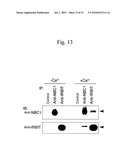 CONTROL OF INTRACELLULAR TARGET MOLECULE BY IP3 RECEPTOR-BINDING PROTEIN diagram and image