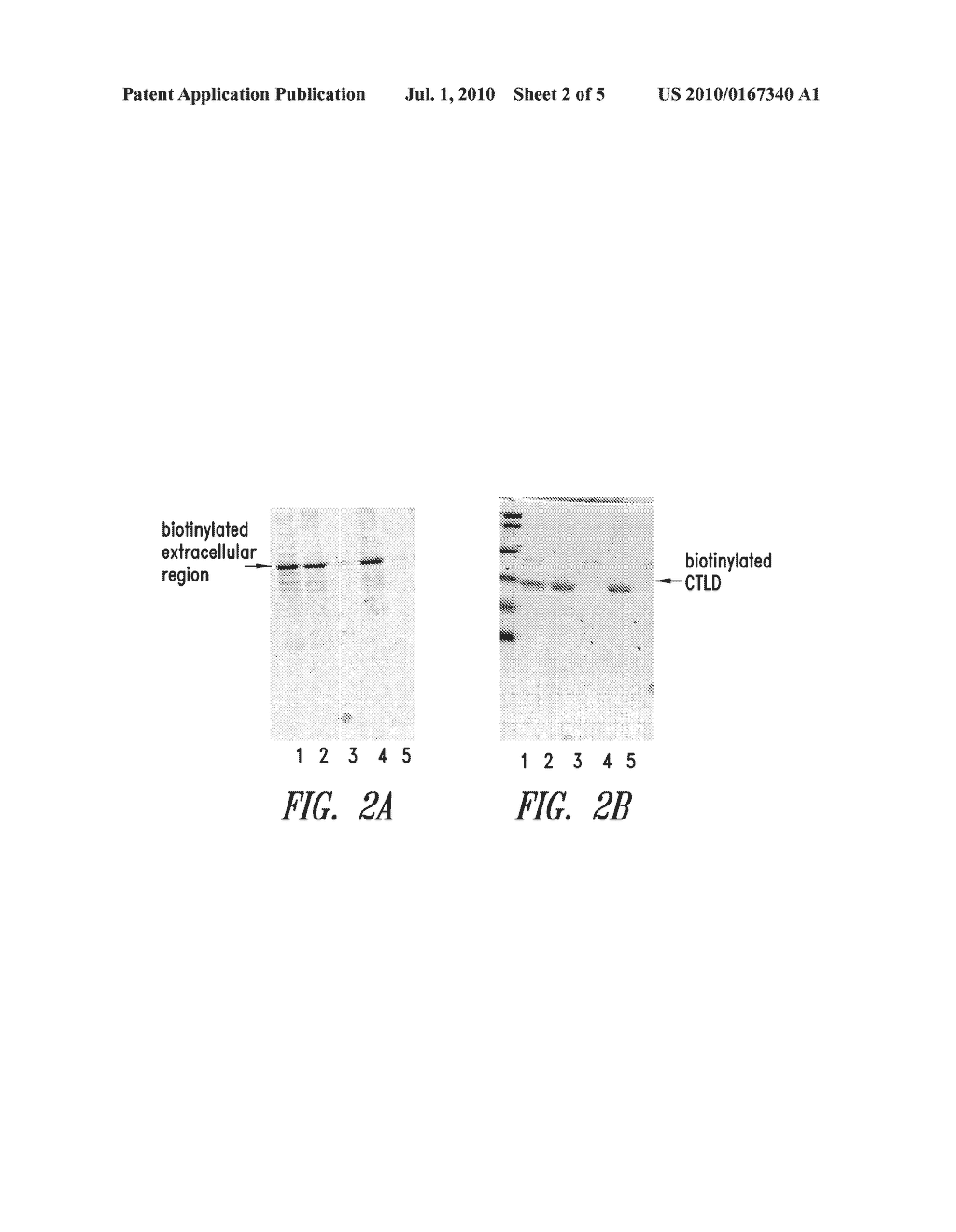 METHOD TO PRODUCE A RECEPTOR CHIP USING BIOTINYLATED PROTEIN - diagram, schematic, and image 03