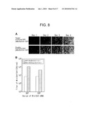 NOVEL PROTEIN EXPRESSION SYSTEM diagram and image