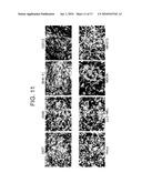 NOVEL PROTEIN EXPRESSION SYSTEM diagram and image