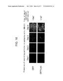 NOVEL PROTEIN EXPRESSION SYSTEM diagram and image