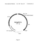 METHOD OF PRODUCING BIOLOGICALLY ACTIVE POLYPEPTIDE HAVING INSULINOTROPIC ACTIVITY diagram and image