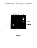 METHOD OF PRODUCING BIOLOGICALLY ACTIVE POLYPEPTIDE HAVING INSULINOTROPIC ACTIVITY diagram and image