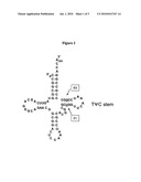 Compositions of Aminoacyl-tRNA Synthetase and Uses Thereof diagram and image