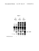 Compositions of Aminoacyl-tRNA Synthetase and Uses Thereof diagram and image