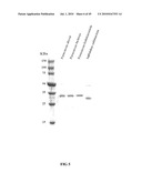 RNASE H-BASED ASSAYS UTILIZING MODIFIED RNA MONOMERS diagram and image