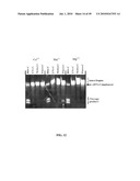 RNASE H-BASED ASSAYS UTILIZING MODIFIED RNA MONOMERS diagram and image