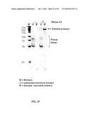 RNASE H-BASED ASSAYS UTILIZING MODIFIED RNA MONOMERS diagram and image