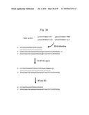 RNASE H-BASED ASSAYS UTILIZING MODIFIED RNA MONOMERS diagram and image