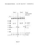 RNASE H-BASED ASSAYS UTILIZING MODIFIED RNA MONOMERS diagram and image