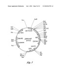 GROWTH FACTOR HOMOLOG ZVEGF3 diagram and image