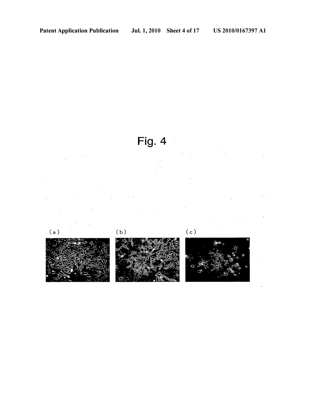 ENDOCRINE CELL LINES AND METHOD OF USING THE SAME - diagram, schematic, and image 05