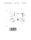 Growth-stimulating polypeptides for use in fish and crustaceans diagram and image